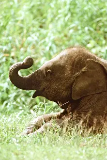 Vocalising: ASIAN / INDIAN ELEPHANT - young / juvenile