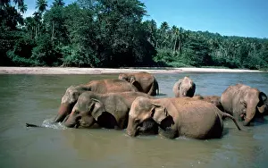 Pat Morris: Asian / Indian Elephants - bathing in river