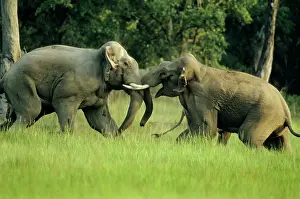 Charging: Asian / Indian Elephants - Big bulls fighting