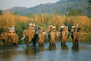 Robert Mcdougal: ASIAN / INDIAN ELEPHANTS - carrying tourists