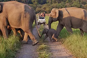 Safaris: Asian / Indian Elephants - crossing the track