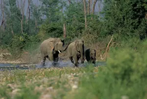Ramganga: Asian / Indian Elephants galloping in the river Ramganga