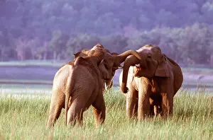 Greeting: Asian / Indian ELEPHANTS - two greeting / confrontation