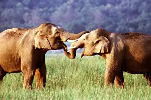 Greeting: Asian / Indian ELEPHANTS - greeting each other using trunks