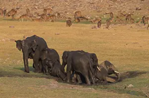 Wallowing: Asian / Indian Elephants mud-wallowing