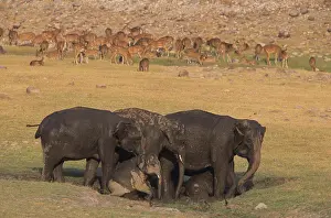 Wallowing: Asian / Indian elephants mud-wallowing
