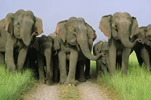 Trucks: Asian / Indian Elephants scenting