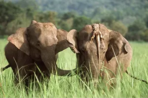 Rotten: Asian / Indian ELEPHANTS - two, one with Monitor