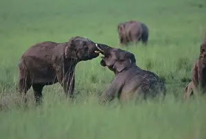 Mudhole: Asian / Indian Elephants (Young tuskers) fighting