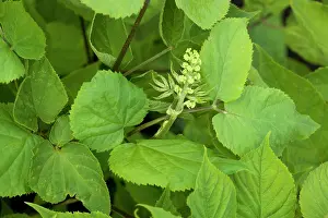 Korean: Asian or Korean Ginseng in flower