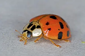 Axyridis: Asian lady beetle