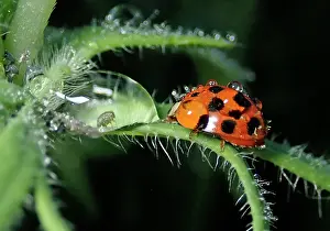 Lice: Asian lady beetle (Harmonia axyridis), beneficial