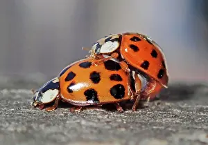 Axyridis: Asian lady beetle (Harmonia axyridis), beneficial