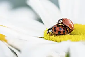 Axyridis: Two Asian lady beetles (Harmonia axyridis) mating