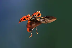 Axyridis: Asian Ladybird Beetle