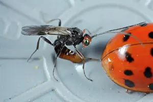 Axyridis: Asian Ladybird Beetle