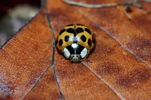 Axyridis: Asian Ladybird Beetle