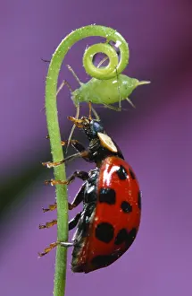 Axyridis: Asian Ladybird Beetle (Harmonia axyridis) catch