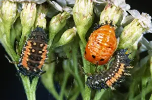 Axyridis: Asian Ladybird Beetle (Harmonia axyridis) larva