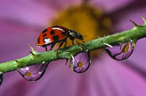 Axyridis: Asian Ladybird Beetle (Harmonia axyridis) walki