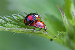 Ladybirds: Asian ladybirds (Coccinellidae) mating, Germany