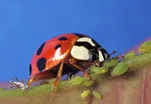 Axyridis: Asian Ladybug Beetle