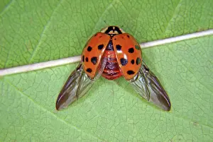 Axyridis: Asian Ladybug Beetle