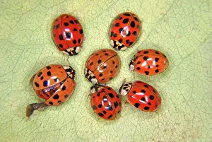 Axyridis: Asian Ladybug Beetles
