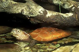 Spengleri: Asian Leaf Turtle