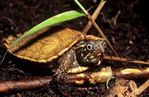 Spengleri: Asian Leaf Turtle
