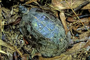 Terrapin: Asian Leaf Turtle