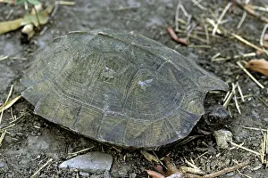 Poaching: Asian Leaf Turtle, Cambodia