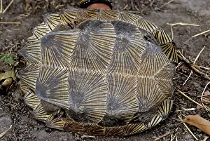 Poaching: Asian Leaf Turtle, Cambodia