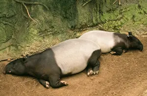 Malayan: Asian / Malayan Tapir - lying down with baby
