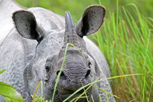 Unicornis: Asian One-horned Rhino / Indian / Greater One-horned