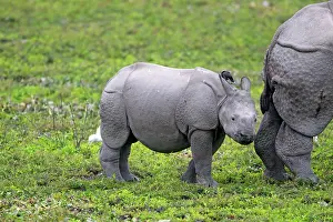 Unicornis: Asian One-horned Rhino / Indian / Greater One-horned