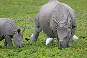 Unicornis: Asian One-horned Rhino / Indian / Greater One-horned