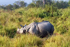 Unicornis: Asian One-horned Rhino / Indian / Greater One-horned