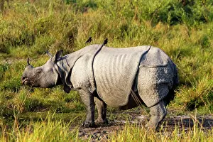 Unicornis: Asian One-horned Rhino / Indian / Greater One-horned