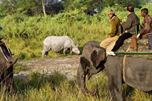 Unicornis: Asian One-horned Rhino / Indian / Greater One-horned