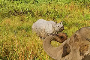 Unicornis: Asian One-horned Rhino / Indian / Greater One-horned