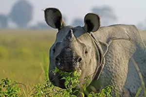 Unicornis: Asian One-horned Rhino / Indian / Greater One-horned