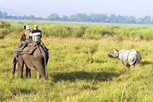 Unicornis: Asian One-horned Rhino / Indian / Greater One-horned