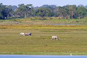 Unicornis: Asian One-horned Rhino / Indian / Greater One-horned