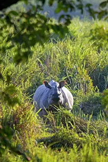 Unicornis: Asian One-horned Rhino / Indian / Greater One-horned