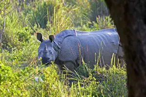 Unicornis: Asian One-horned Rhino / Indian / Greater One-horned