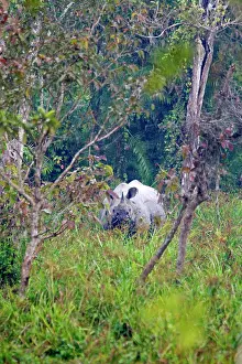 Unicornis: Asian One-horned Rhino / Indian / Greater One-horned
