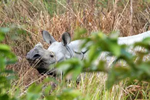 Unicornis: Asian One-horned Rhino / Indian / Greater One-horned