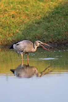Stork: Asian Openbill / Asian Openbill Stork