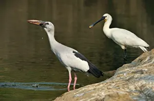 Anastomus: Asian Openbill Stork with Eurasian Spoonbill (Platalea